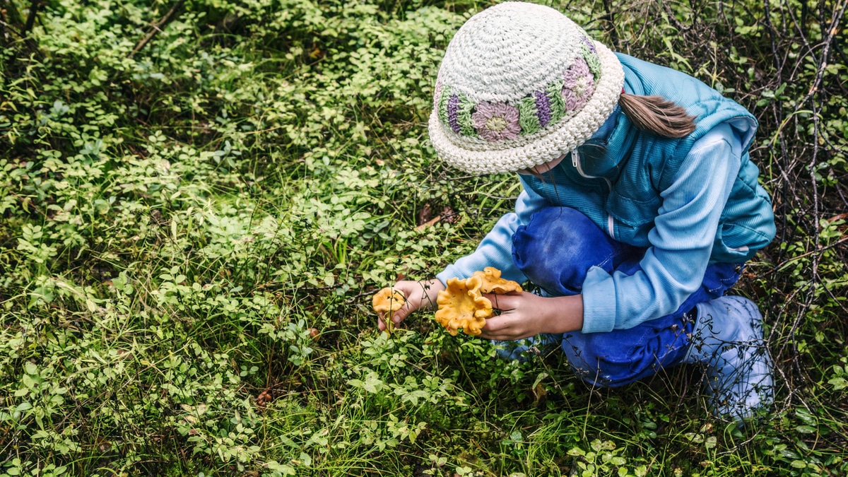 Врач назвала главную ошибку при сборе грибов Врач назвала главную ошибку при сборе грибов