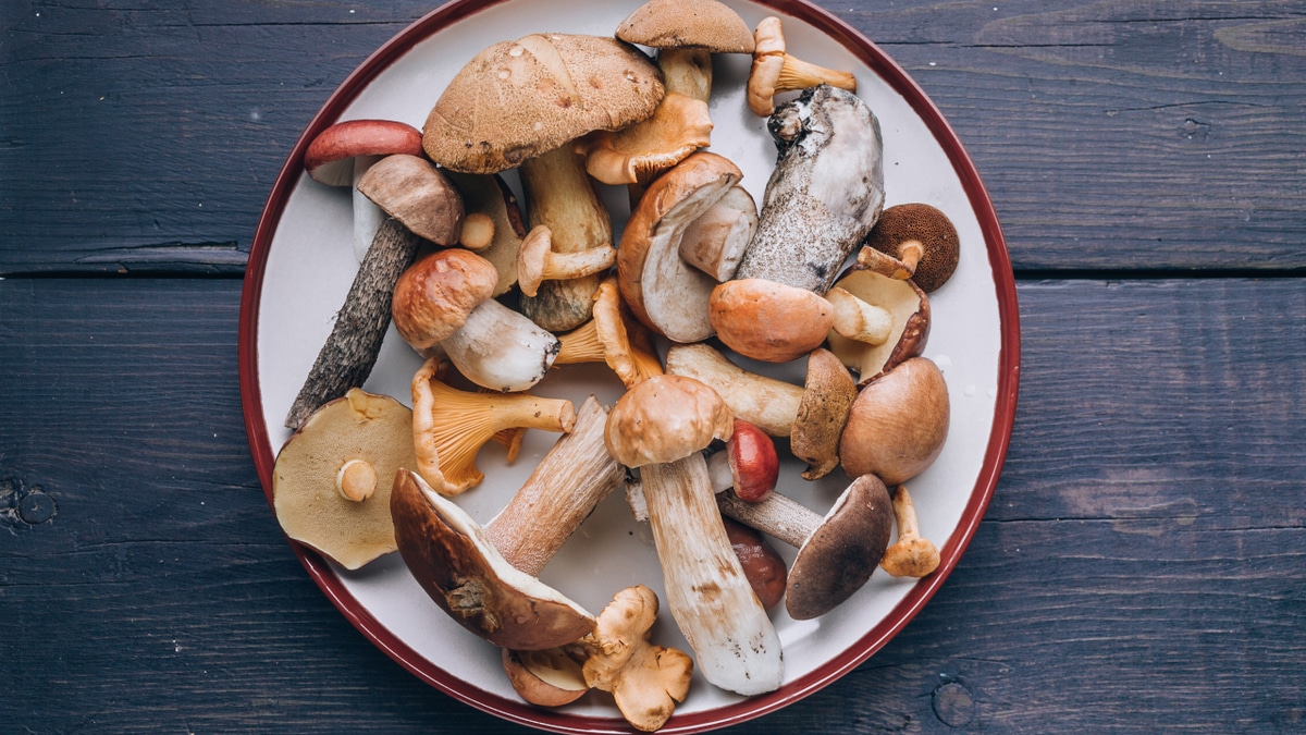 В кастрюлю или банку: микологи о том, как управиться с разными грибами В кастрюлю или банку: микологи о том, как управиться с разными грибами