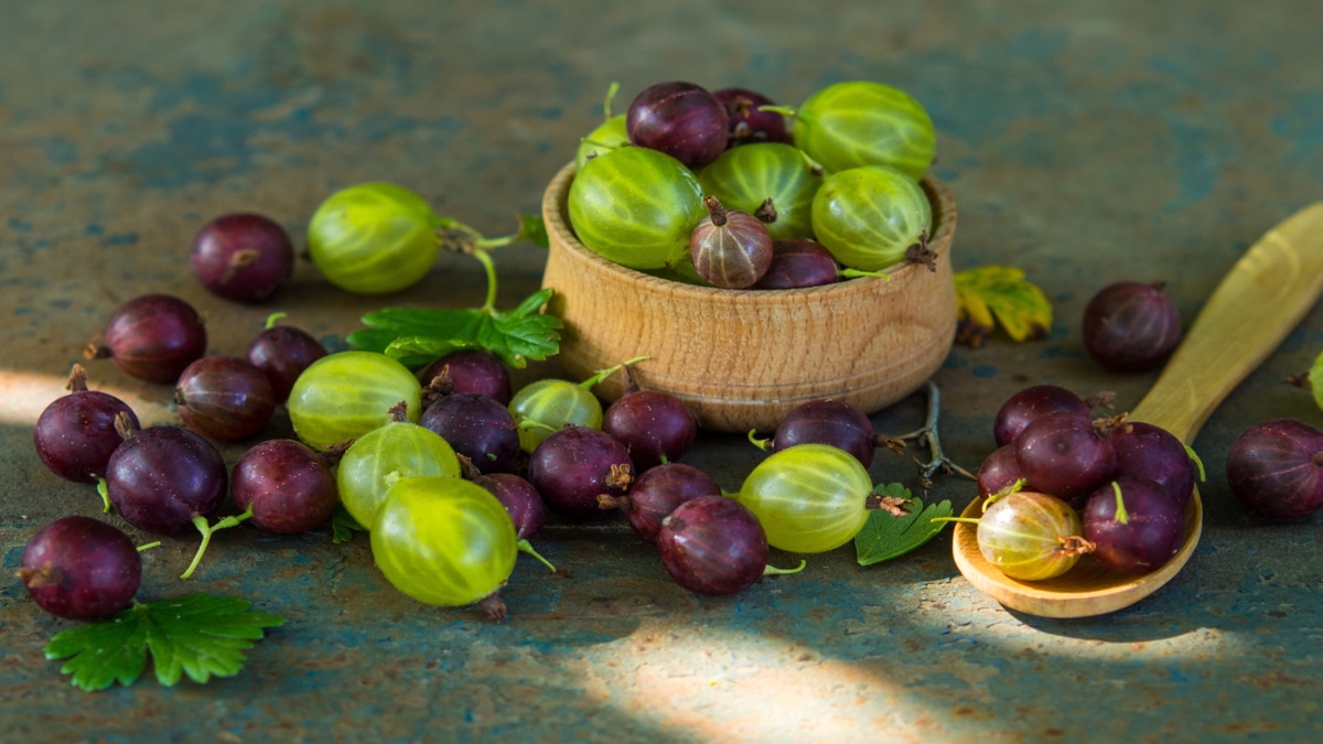 Как правильно заквасить крыжовник? Советует шеф-повар Как правильно заквасить крыжовник? Советует шеф-повар