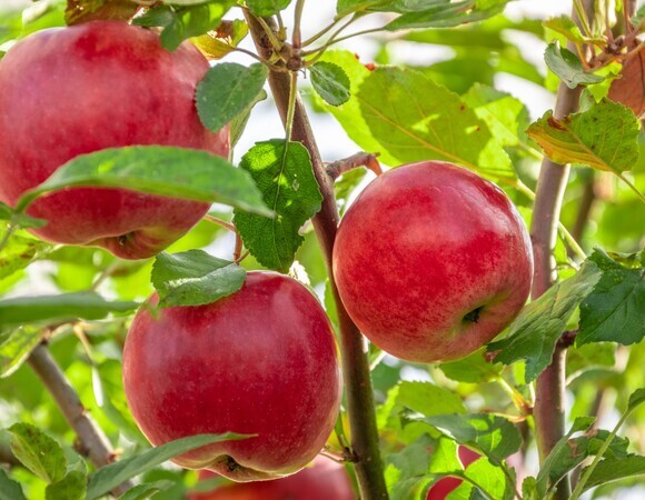 Врач рассказала, кому нельзя есть яблоки