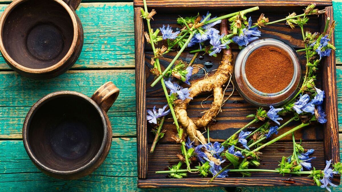 Из чего на самом деле делают растворимый цикорий