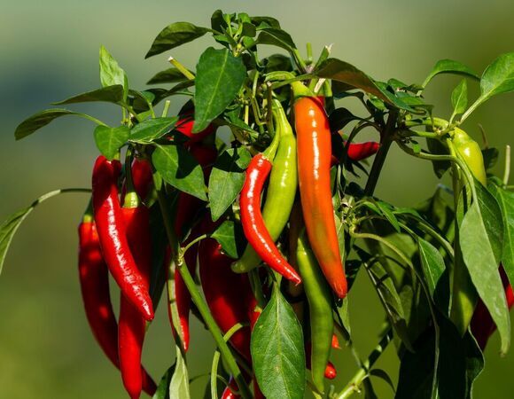 До слез: американские диетологи поддержали любителей острой пищи