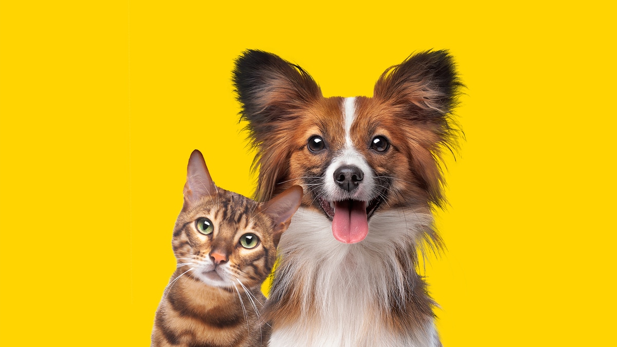 Смертельный яд: три продукта, которые нельзя давать кошкам и собакам Смертельный яд: три продукта, которые нельзя давать кошкам и собакам