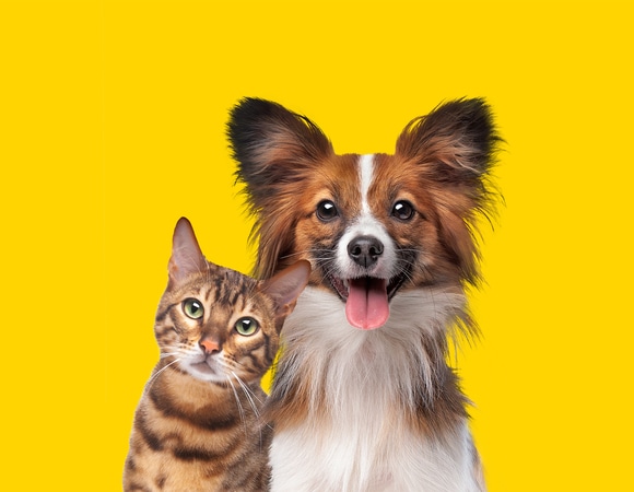 Смертельный яд: три продукта, которые нельзя давать кошкам и собакам Смертельный яд: три продукта, которые нельзя давать кошкам и собакам