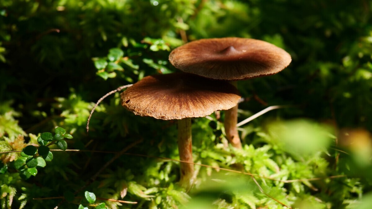 Сегодня Тит Листопадник: по народным традициям нужно есть грибы