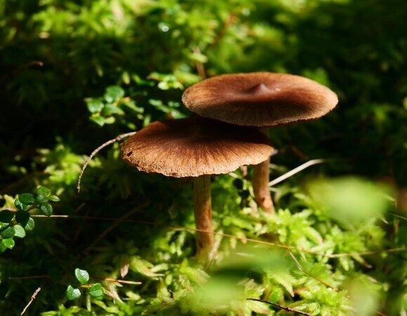 Сегодня Тит Листопадник: по народным традициям нужно есть грибы