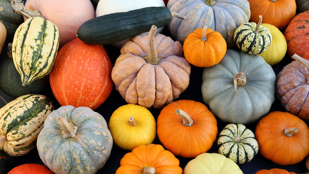 Стало известно, как сохранить тыкву до весны даже на лоджии многоквартирного дома