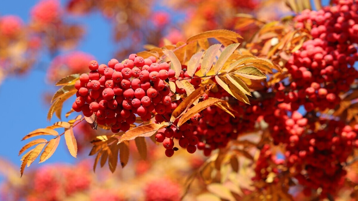 Два Пимена: какие блюда из рябины готовили в этот день