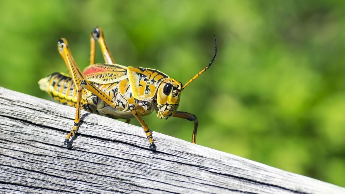Напоминают попкорн: в Таиланде готовят бургеры со сверчками Напоминают попкорн: в Таиланде готовят бургеры со сверчками