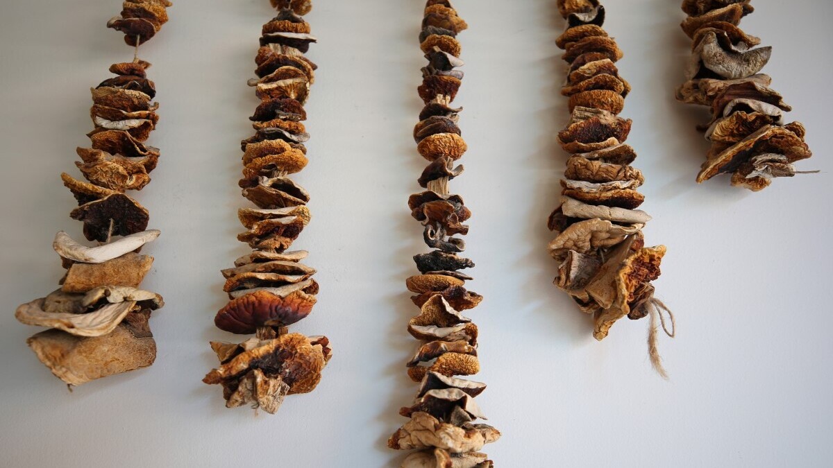 Как правильно сушить грибы: секреты шеф-повара Как правильно сушить грибы: секреты шеф-повара