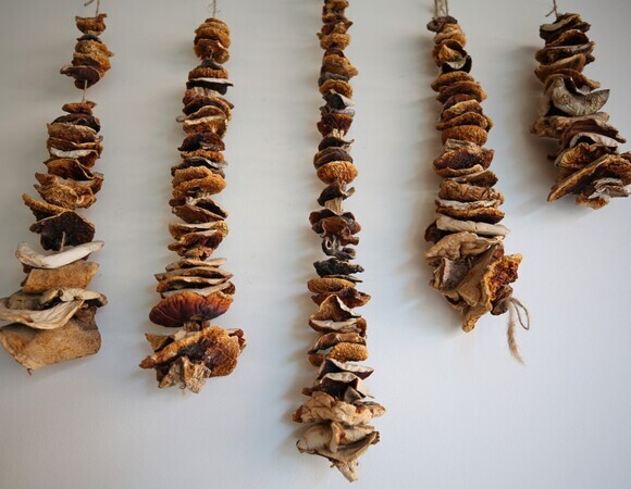 Как правильно сушить грибы: секреты шеф-повара Как правильно сушить грибы: секреты шеф-повара