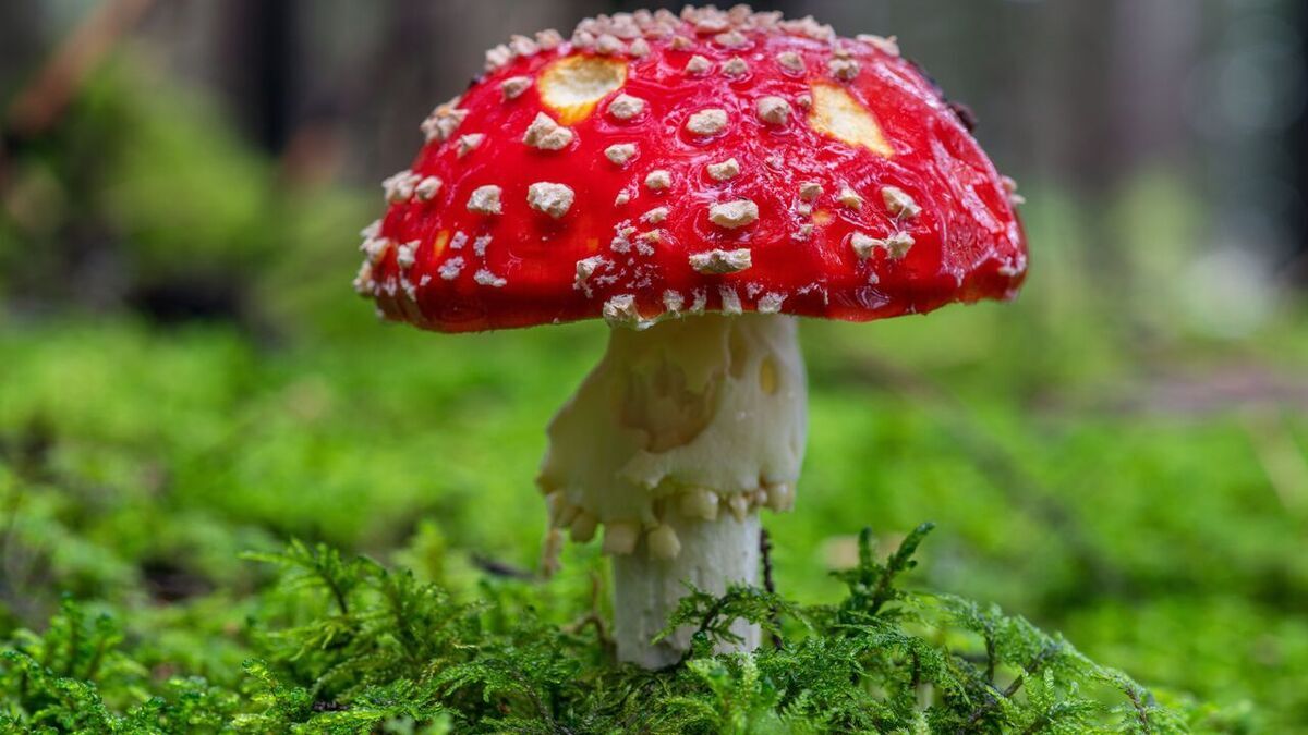 Что будет, если съесть мухомор? Спойлер: готовьтесь к неожиданностям