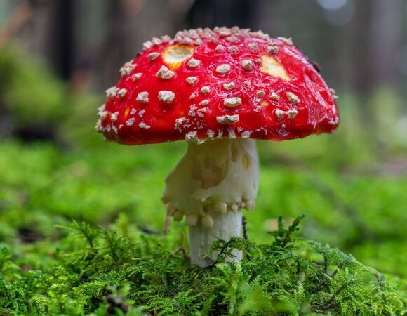 Что будет, если съесть мухомор? Спойлер: готовьтесь к неожиданностям Что будет, если съесть мухомор? Спойлер: готовьтесь к неожиданностям