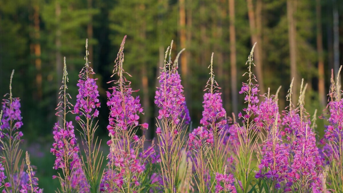 «Мягко воздействует»: как организму поможет иван-чай