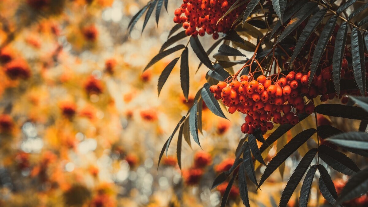 День Захария и Елизаветы: можно собирать рябину для пирогов и настоек