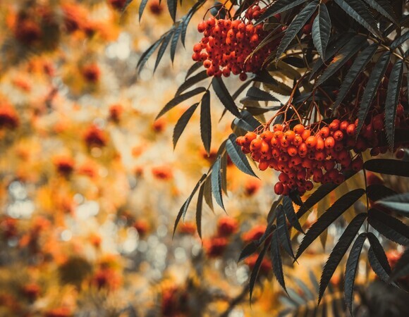 День Захария и Елизаветы: можно собирать рябину для пирогов и настоек