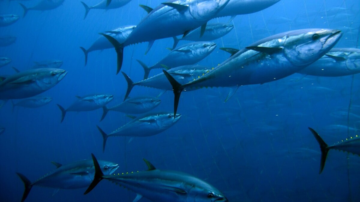 Один признак: как определить рыбу, которую не стоит есть