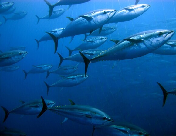 Один признак: как определить рыбу, которую не стоит есть Один признак: как определить рыбу, которую не стоит есть