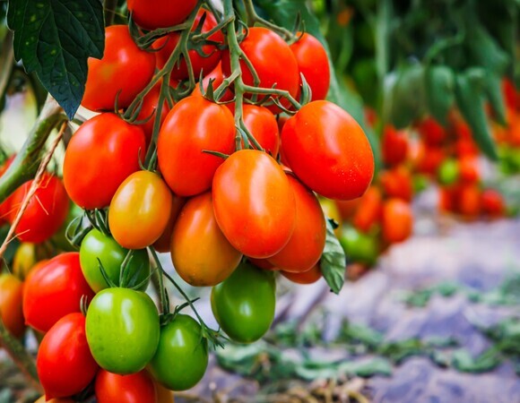 Кому нельзя есть помидоры: предупреждает нутрициолог Кому нельзя есть помидоры: предупреждает нутрициолог