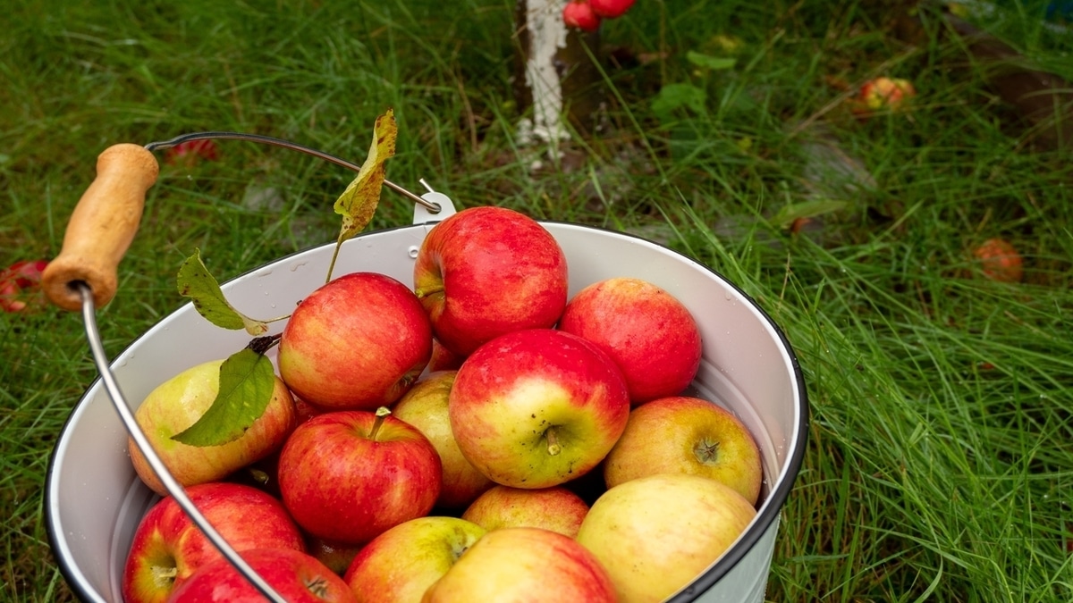 Чем опасны овощи и фрукты, купленные «у бабушек»