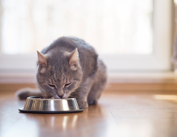 Продукты, которые кошки любят: а напрасно Продукты, которые кошки любят: а напрасно