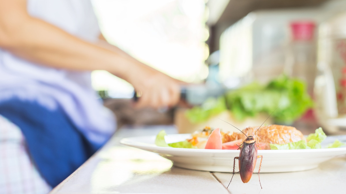 16 тысяч рублей за блин с тараканом: житель Петербурга выиграл суд