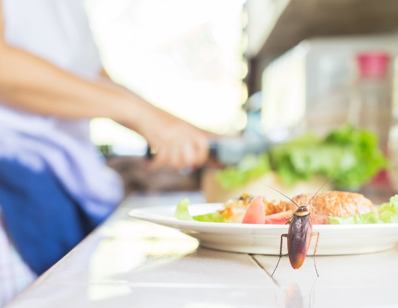 16 тысяч рублей за блин с тараканом: житель Петербурга выиграл суд
