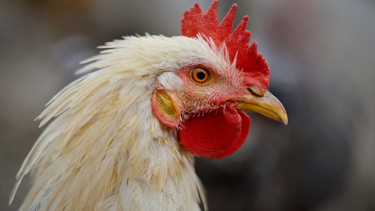 Какие части курицы нельзя есть и почему: мнение эндокринолога