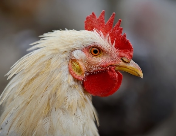 Какие части курицы нельзя есть и почему: мнение эндокринолога Какие части курицы нельзя есть и почему: мнение эндокринолога