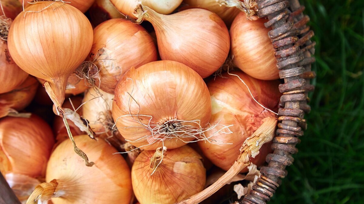 Эндокринологи выяснили, что этот обычный продукт понижает сахар в крови на 50%