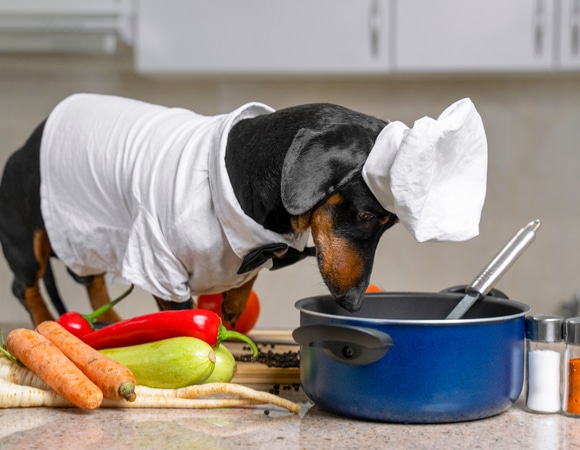 Что будет, если кормить собаку огурцами и кабачками Что будет, если кормить собаку огурцами и кабачками