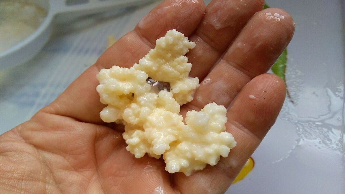 В чем польза кефирного грибка: диетолог рассказал о подавлении «плохой» флоры В чем польза кефирного грибка: диетолог рассказал о подавлении «плохой» флоры