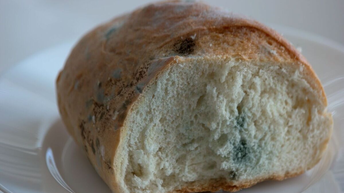 Вездесуща и всеядна: что известно о продуктовой плесени