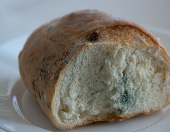 Вездесуща и всеядна: что известно о продуктовой плесени