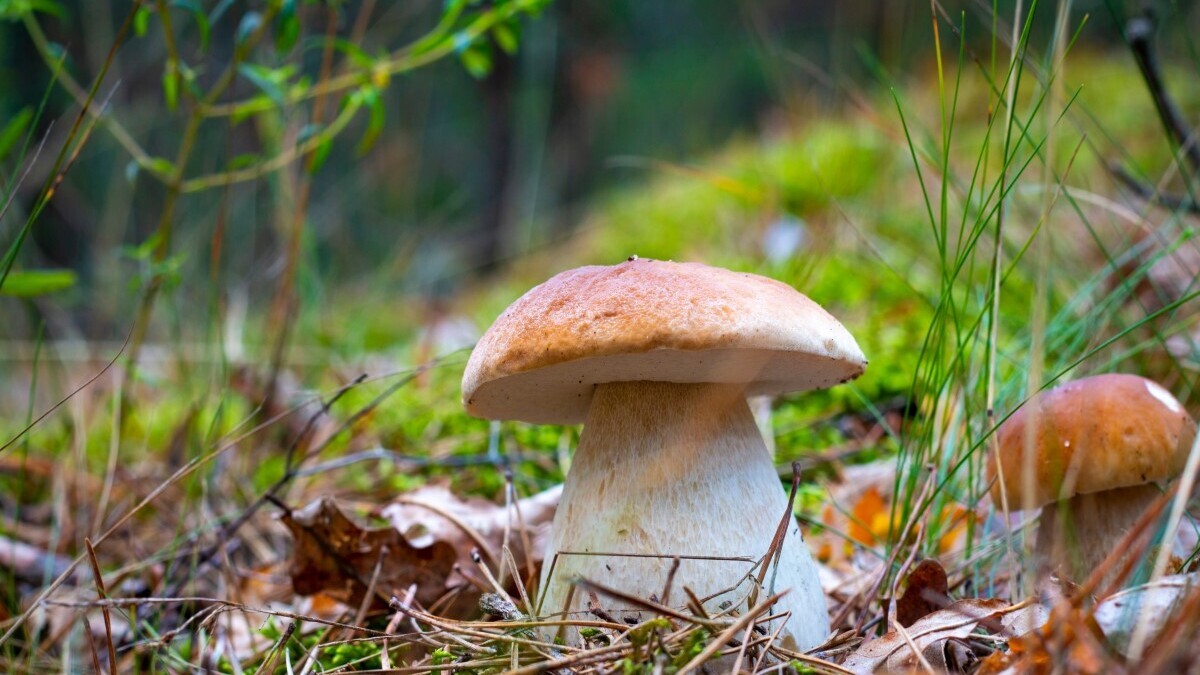 Диетолог пояснила, почему белые грибы нужно обработать в первые 8 часов после сбора Диетолог пояснила, почему белые грибы нужно обработать в первые 8 часов после сбора