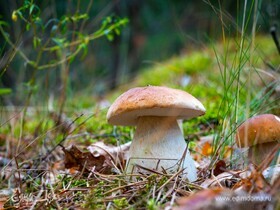 Диетолог пояснила, почему белые грибы нужно обработать в первые 8 часов после сбора