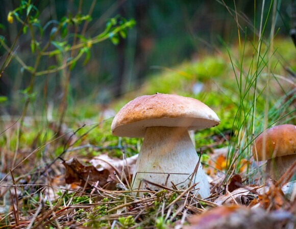 Диетолог пояснила, почему белые грибы нужно обработать в первые 8 часов после сбора