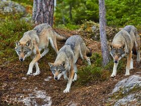 В Сети завирусилось видео волков, жадно поедающих чернику