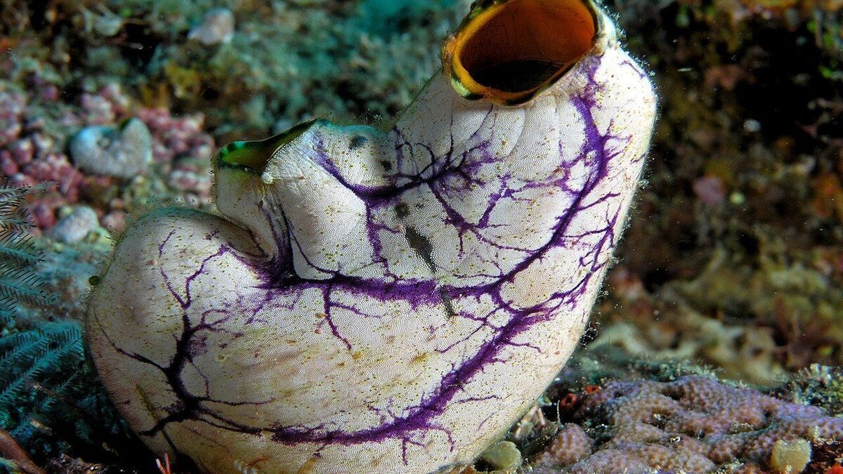 Этот необычный морепродукт замедляет старение мозга