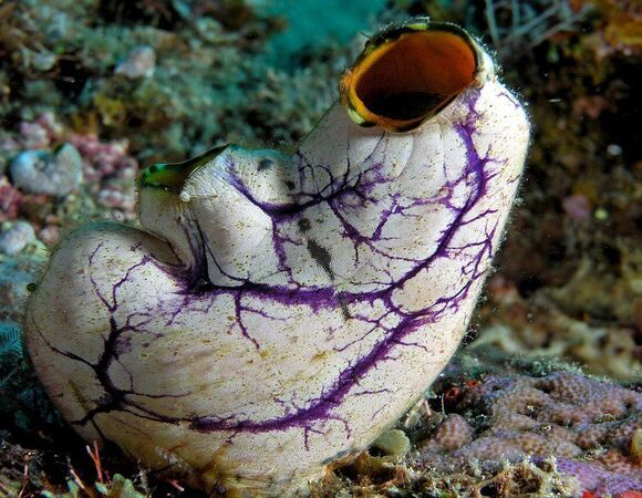 Этот необычный морепродукт замедляет старение мозга