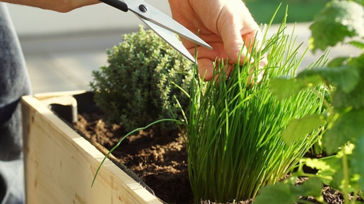 Как и что выращивать на подоконнике: лайфхаки от агронома