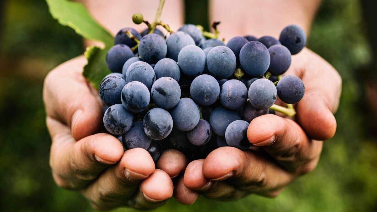 Почему виноград помогает согреться в холода: лайфхак от диетолога Почему виноград помогает согреться в холода: лайфхак от диетолога