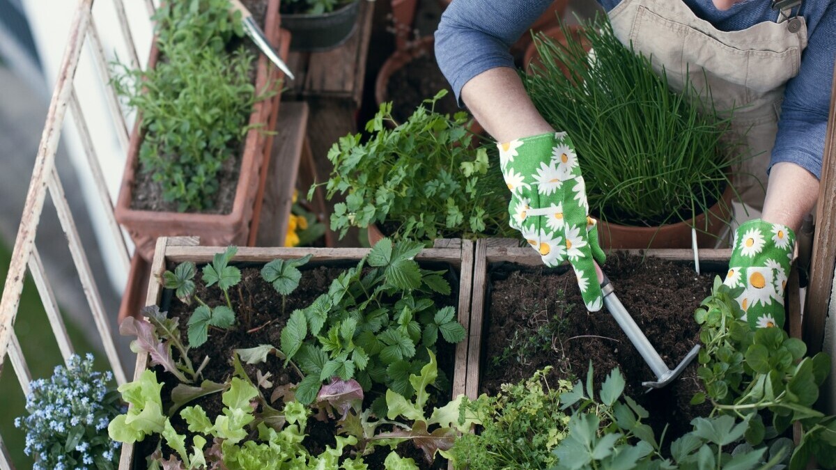 Как правильно посадить овощи и зелень на подоконнике: советы агронома