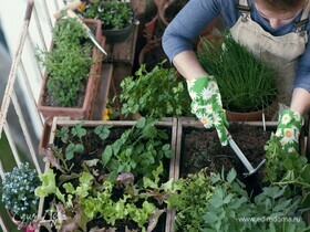 Как посадить овощи и травы на подоконнике: советы ученого-агрария