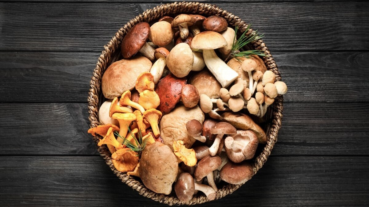 Понижают холестерин и давление: эксперты выделили шесть видов полезных грибов Понижают холестерин и давление: эксперты выделили шесть видов полезных грибов