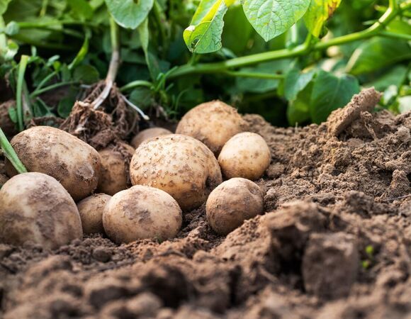 Ученые нашли антибиотик широкого спектра действия в обычном картофеле