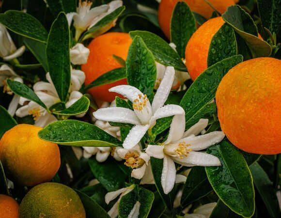 Опасно для здоровья: кому нельзя есть цитрусовые