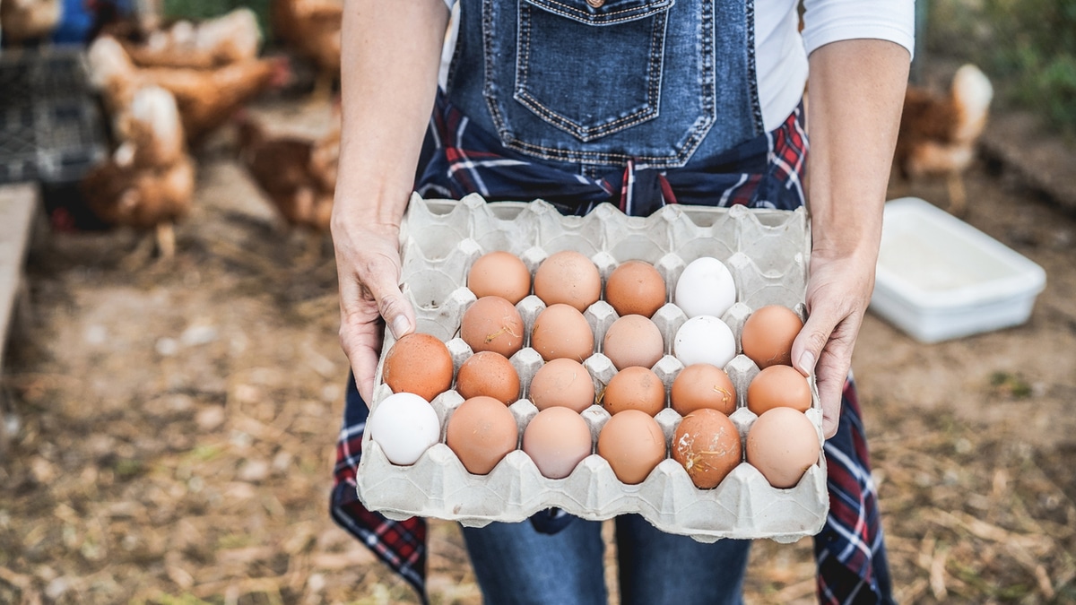 Большие или маленькие? Стало известно, яйца какой категории лучше