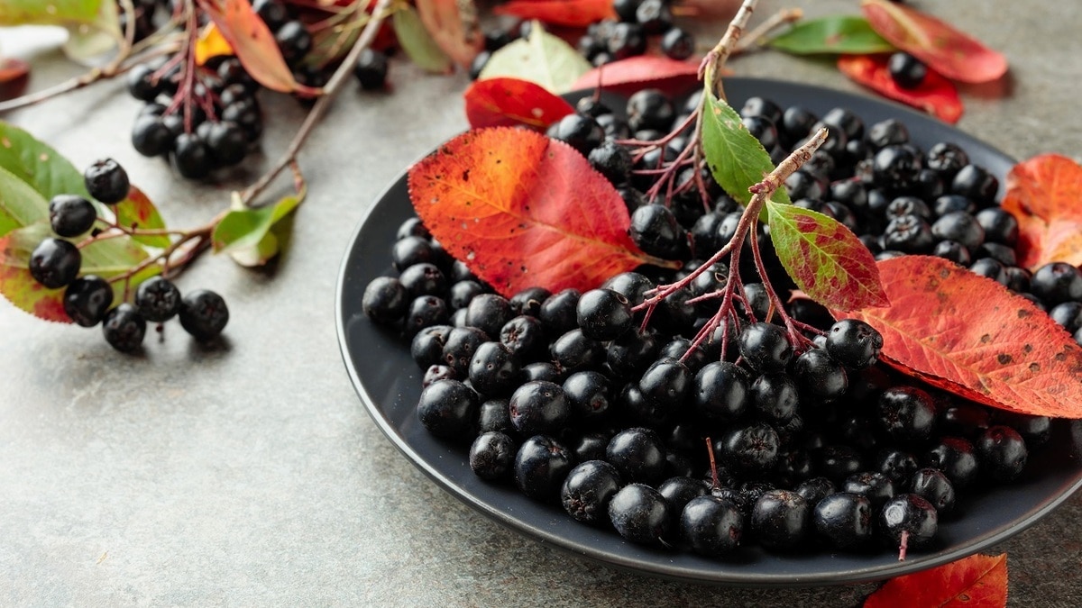 Что сделать из красной и черноплодной рябины на зиму Что сделать из красной и черноплодной рябины на зиму