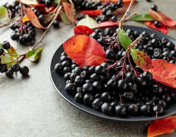 Что сделать из красной и черноплодной рябины на зиму